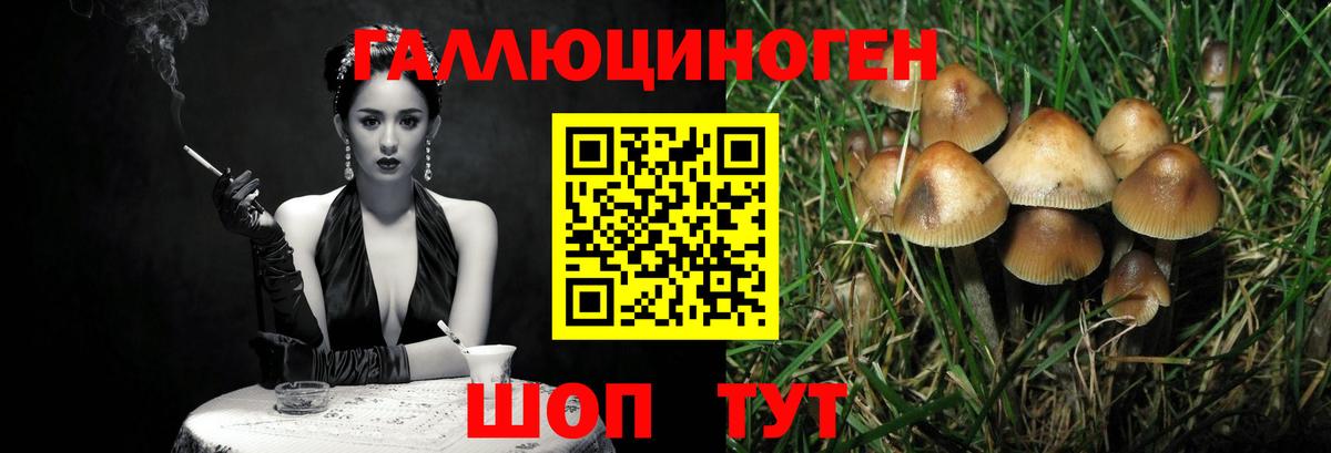 Псилоцибиновые грибы Cubensis  Вход с VPN  Курчатов 